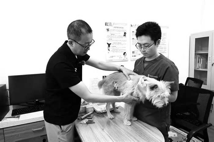 “毛孩子”也能针灸喝中药