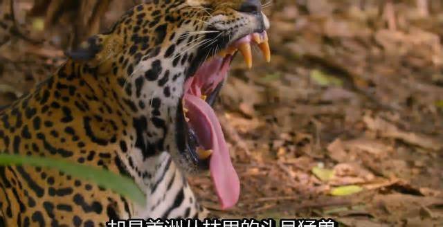 美洲豹到底是虎还是豹? 咬龟壳能力太惊人