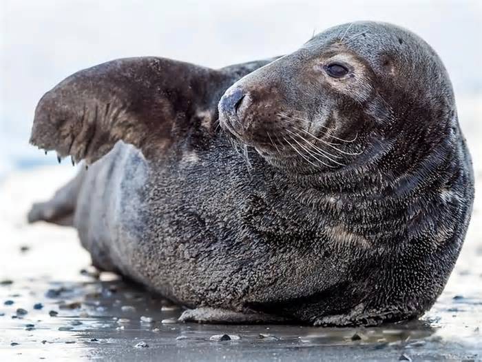 海狗、海豹、海狮和海象，究竟怎么分辨?